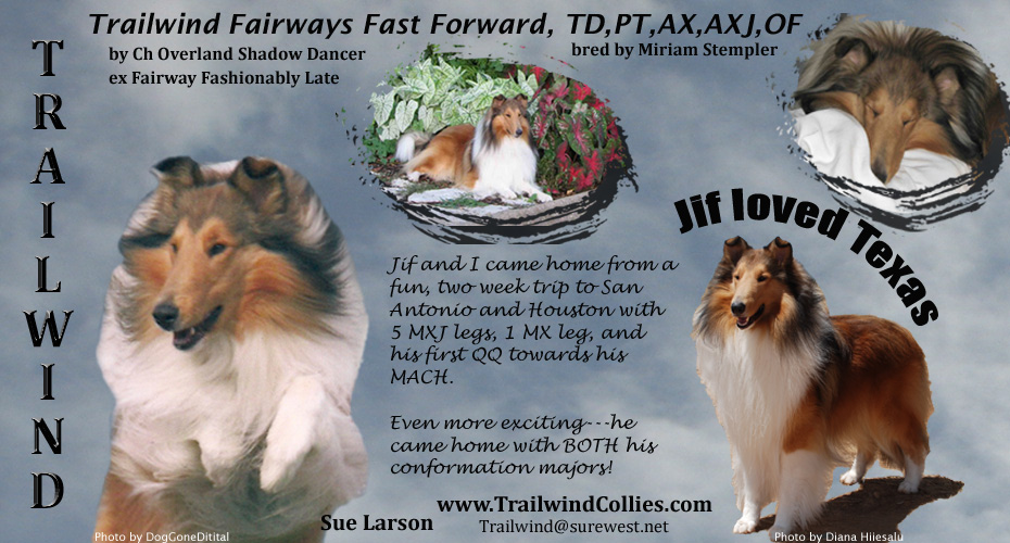 Trailwind Collies -- Trailwind Fairways Fast Forward, TD, PT, AX, AXJ, OF