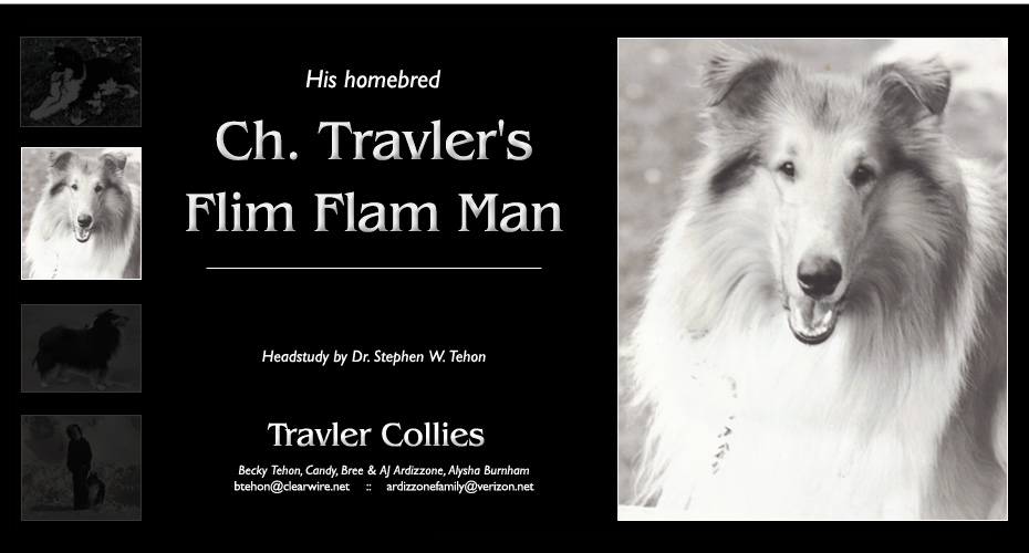 Travler Collies -- In memory of our father, Dr. Stephen W. Tehon -- CH Travler's Flim Flam Man