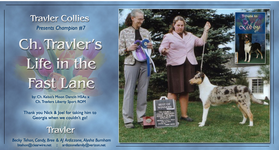 Travler Collies -- CH Travler's Life In The Fast Lane