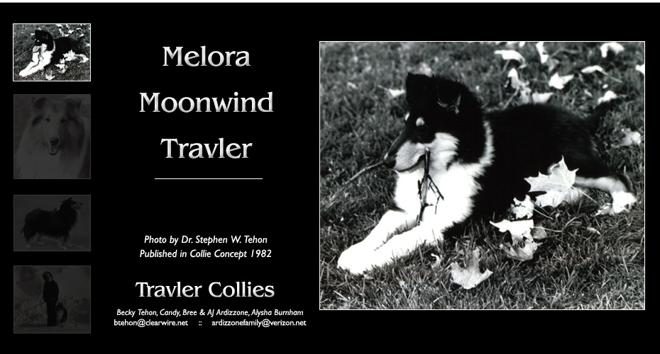 Travler Collies -- In memory of our father, Dr. Stephen W. Tehon -- Melora Moonwind Travler
