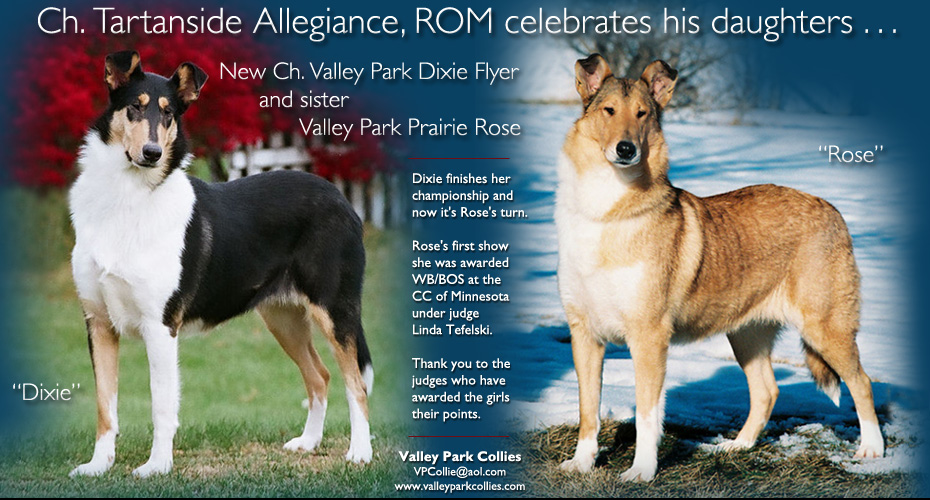 Valley Park Collies -- CH Valley Park Dixie Flyer and Valley Park Prairie Rose