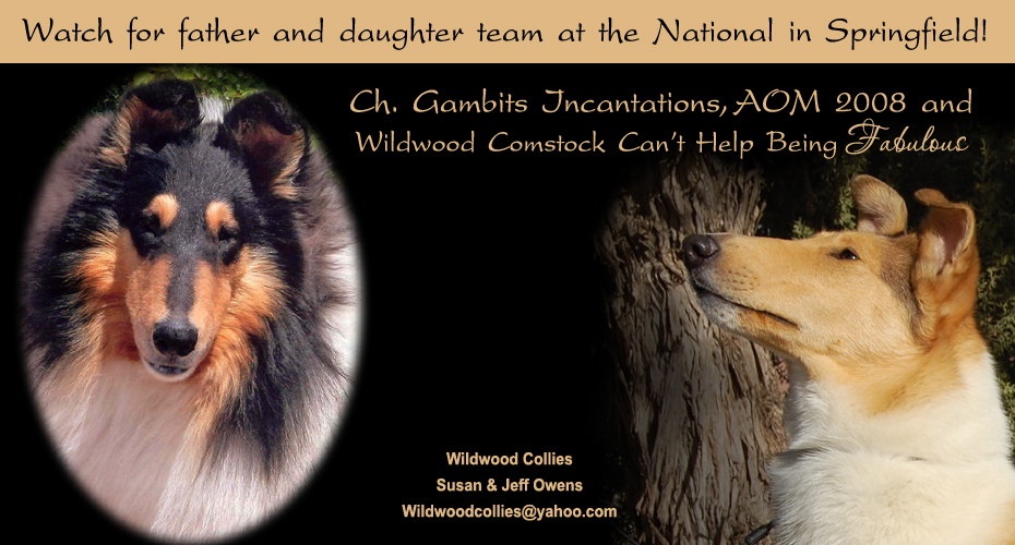 Wildwood Collies -- CH Gambits Incantations and Wildwood Comstock Can't Help Being Fabulous