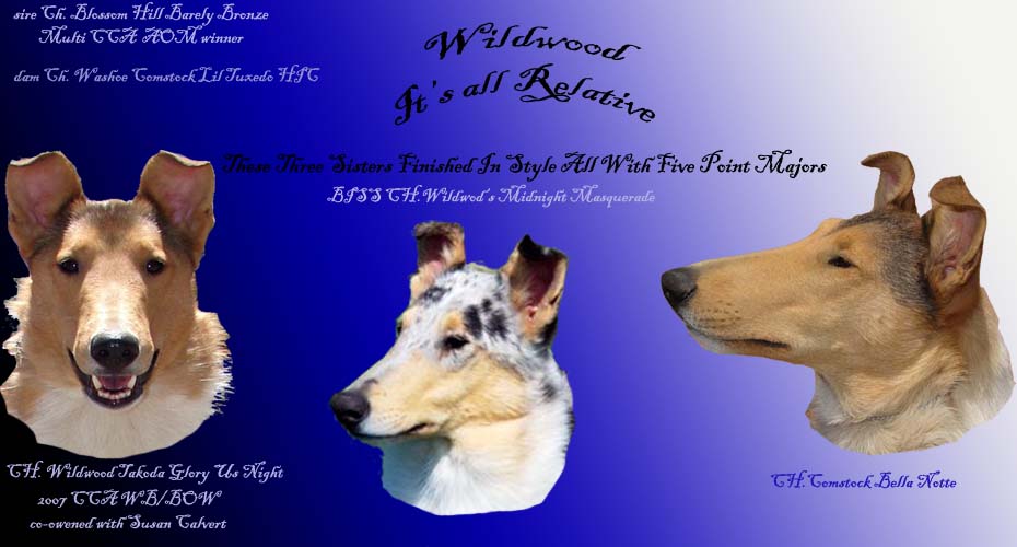 Wildwood Collies -- CH Wildwood Takoda Glory Us Night, CH Wildwood Midnight Masquerade, CH Comstock Bella Notte