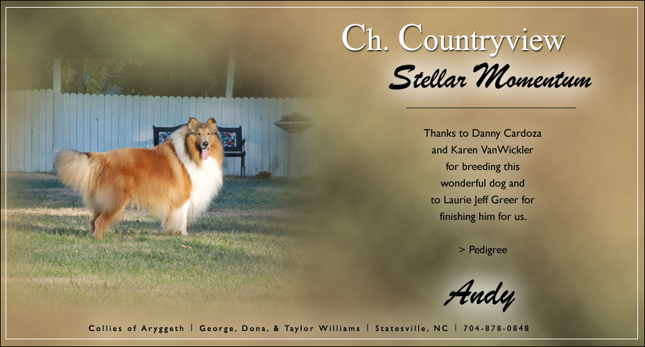 Collies Of Aryggeth -- CH Countryview Stellar Momentum