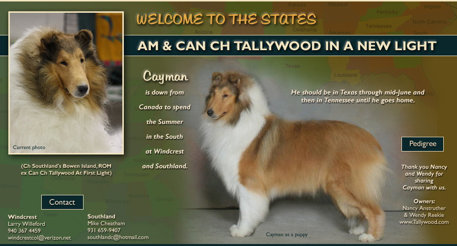 Windcrest Collies / Southland Collies  -- AM/CAN CH Tallywood In A New Light