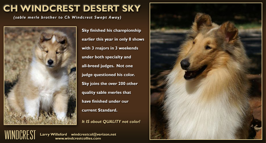 Windcrest Collies -- CH Windcrest Desert Sky