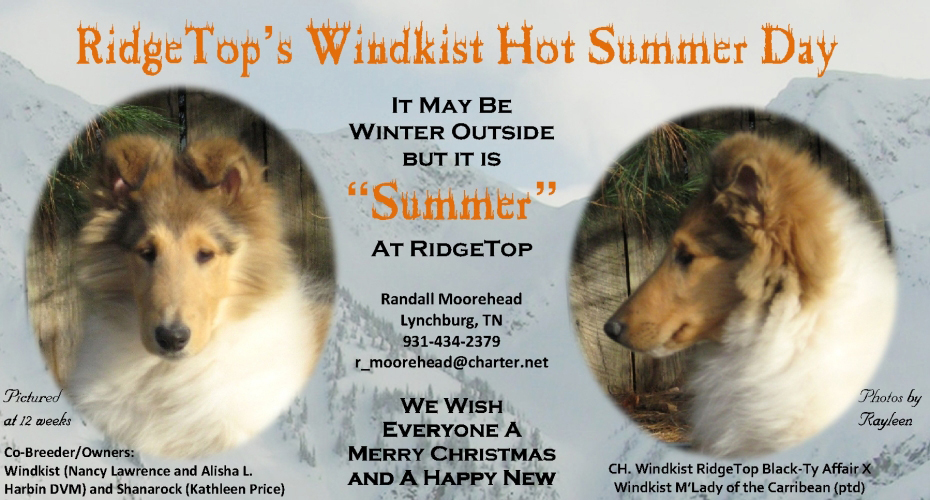 Ridge Top Collies -- Ridge Top's Windkist Hot Summer Day