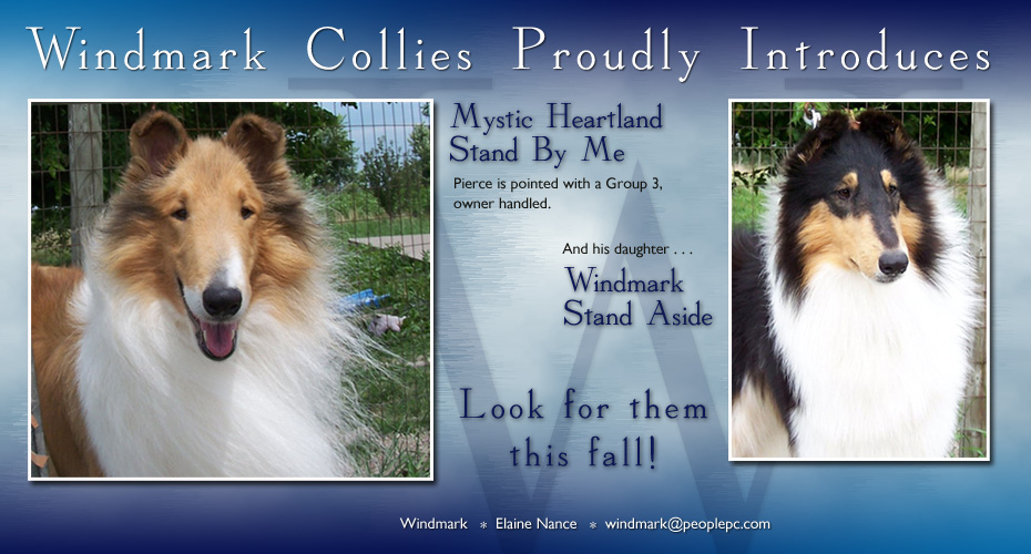 Windmark Collies -- Mystic Heartland Stand By Me and Windmark Stand Aside