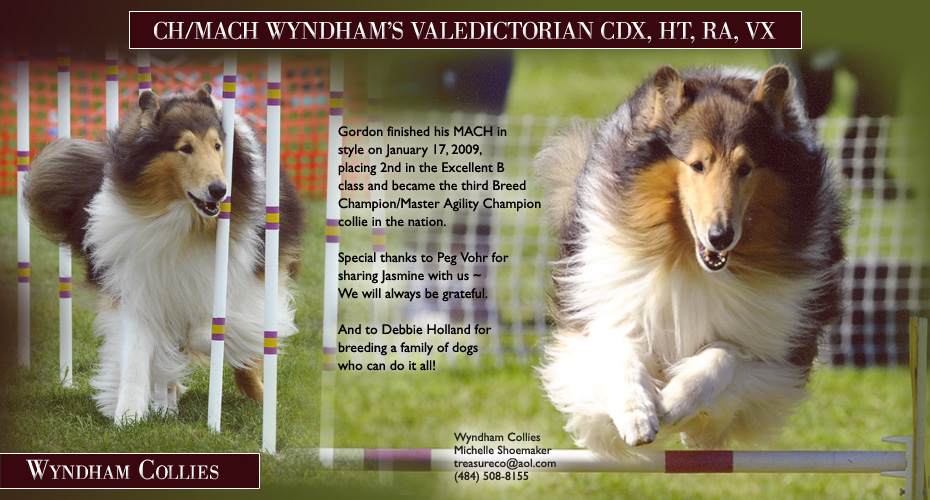 Wyndham -- CH/MACH Wyndham's Valedictorian CDX, HT, RA, VX