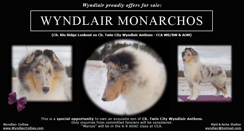 Wyndlair Collies -- Wyndlair Monarchos