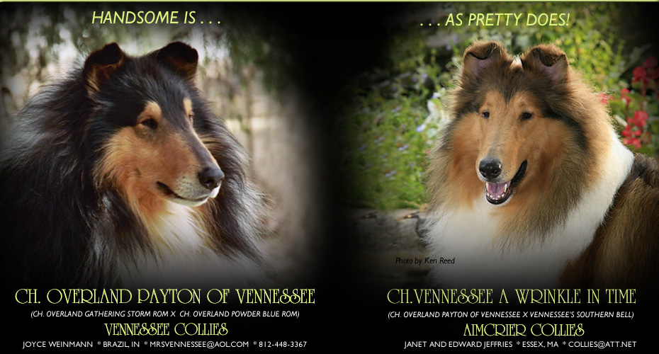 Aimcrier Collies / Vennessee Collies  -- CH Overland Payton Of Vennessee and CH Vennessee A Wrinkle In Time
