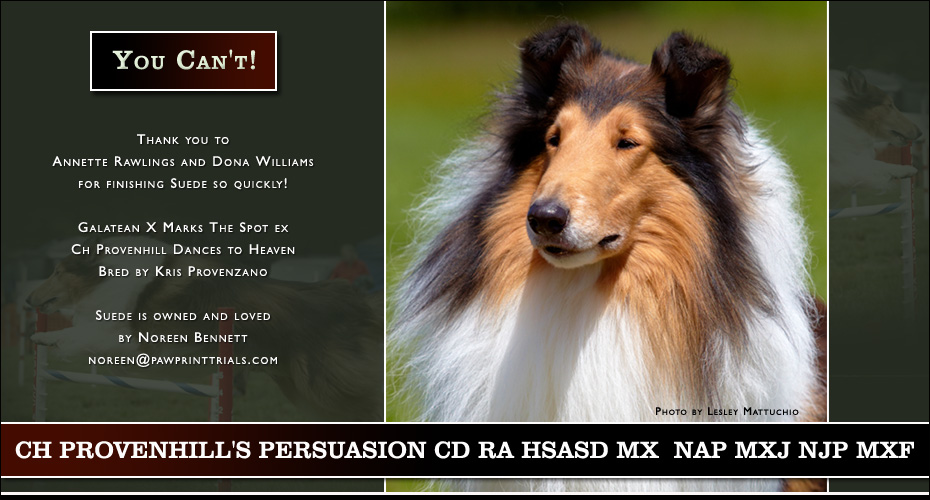 Noreen Bennett -- Ch Provenhill's Persuasion CD RA HSAsd MX  NAP MXJ NJP MXF