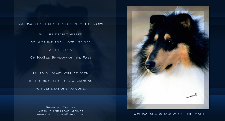 Bradford Collies -- Tribute to CH Ka-Zes Tangled Up In Blue ROM -- CH Ka-Zes Shadow Of The Pas