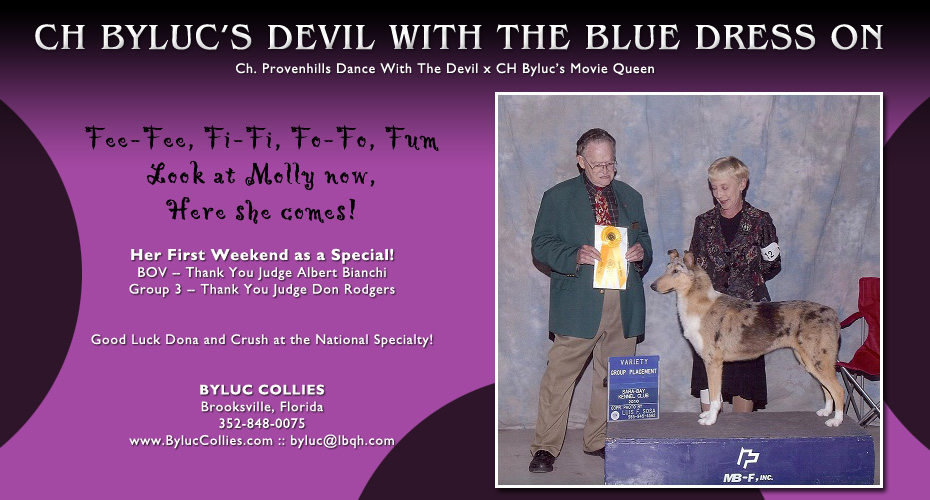 Byluc Collies -- CH Byluc's Devil With The Blue Dress On