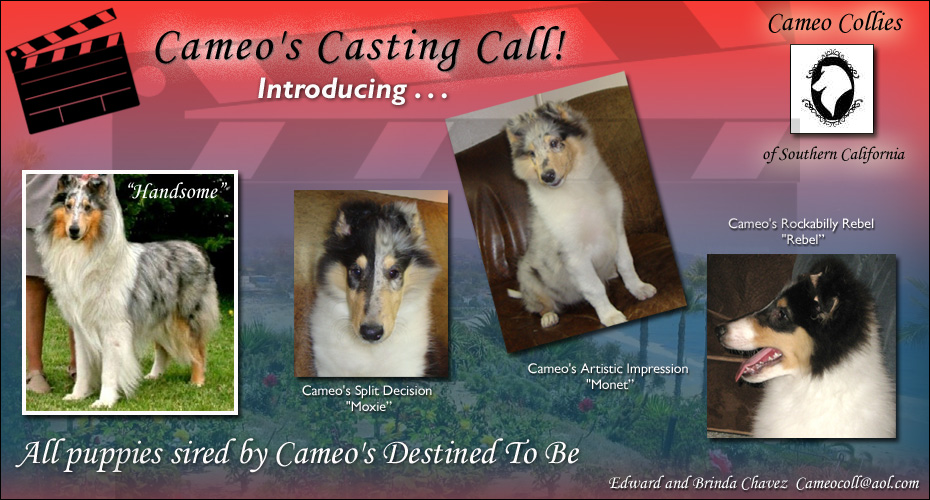 Cameo Collies -- Cameo's Destined, Cameo's Split Decision, Cameo's Artistic Impression and Cameo's Rockabilly Rebel