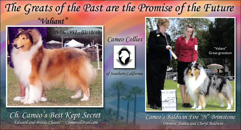 Cameo Collies -- CH Cameo's Best Kept Secret and Cameo's Baldwin Fire "N" Brimstone