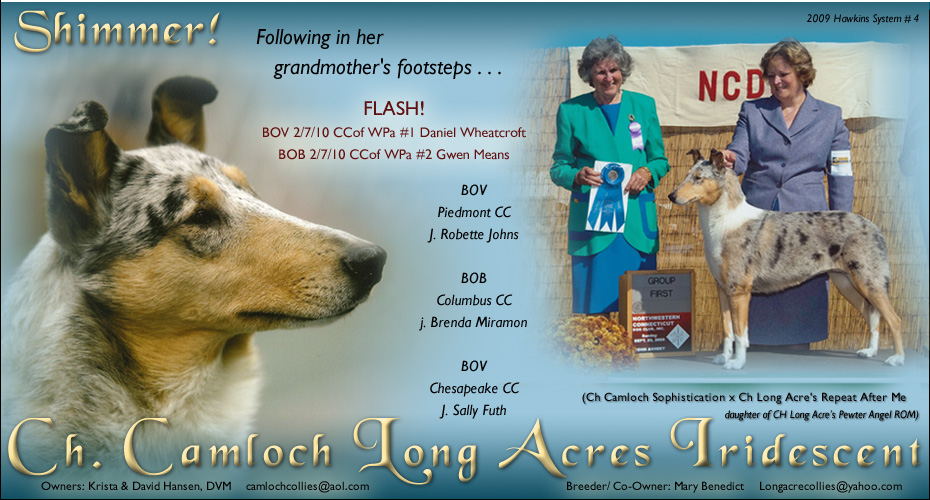 Camloch Collies / Long Acre Collies -- In Loving Memory of CH Long Acre's Pewter Angel ROM -- CH Camloch Long Acres Iridescent