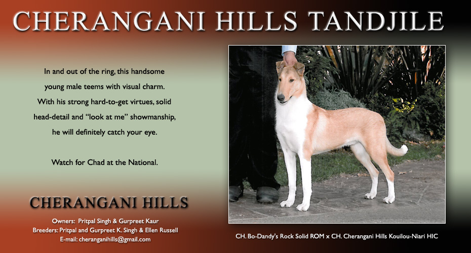 Cherangani Hills Collies -- Cherangani Hills Tandjile