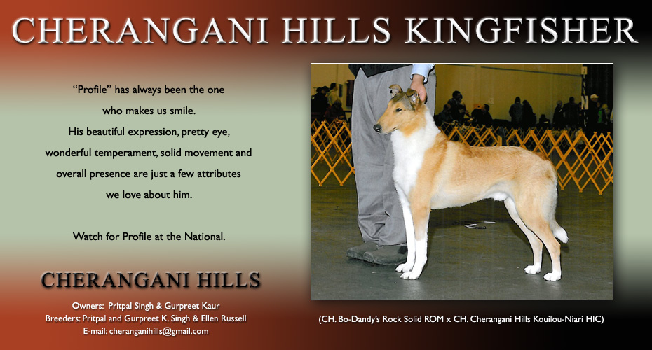 Cherangani Hills Collies -- Cherangani Hills Kingfisher