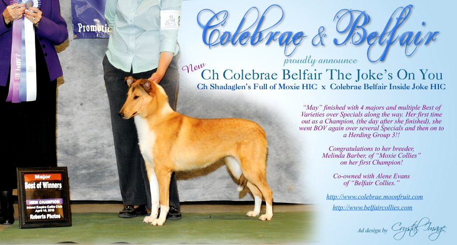 Colebrae Collies / Belfair Collies -- CH Colebrae Belfair The Joke's On You