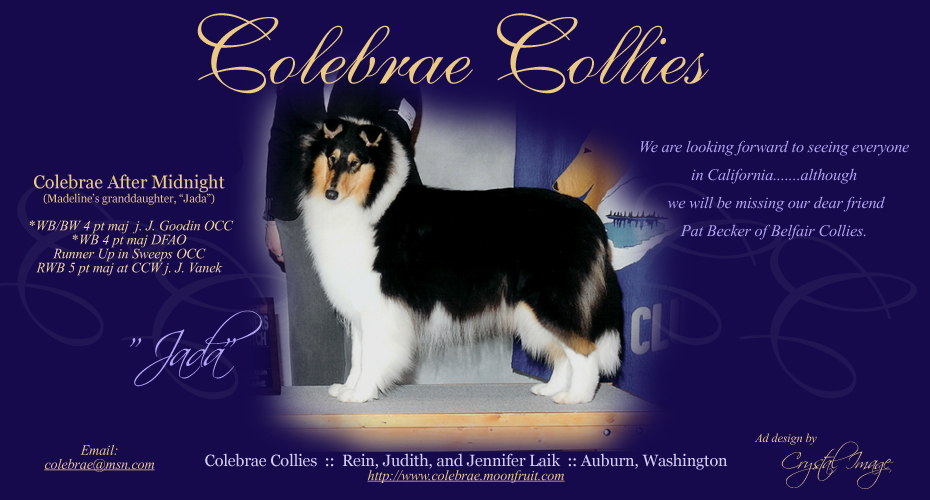 Colebrae Collies -- Colebrae After Midnight