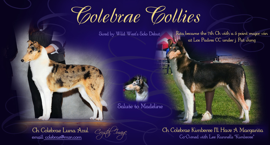 Colebrae Collies -- CH Colebrae Luna Azul and CH Colebrae Kimberee I'll Have A Margarita
