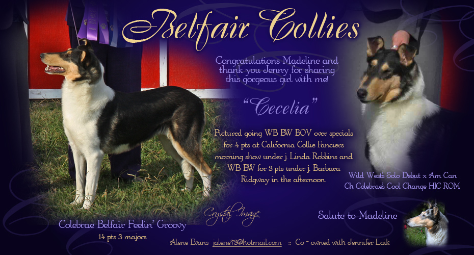 Belfair Collies -- Colebrae Belfair Feelin' Groovy