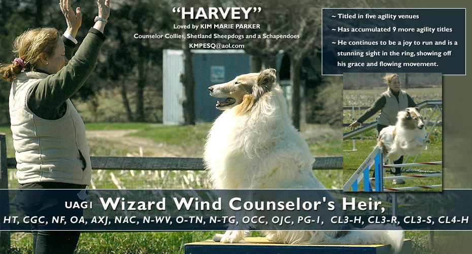 Counselor Collies, Shetland Sheepdogs and a Schapendoes -- UAG1 Wizard Wind Counselor=s Heir, HT, CGC, NF, OA, AXJ, NAC, N-WV, O-TN, N-TG, OCC, OJC, PG-1,  CL3-H, CL3-R, CL3-S, CL4-H