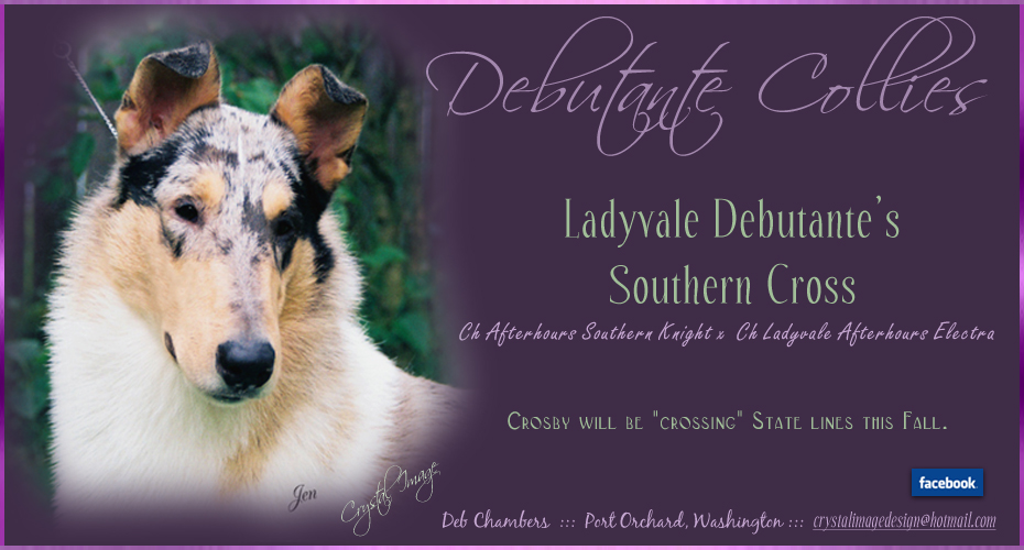 Debutante Collies -- Ladyvale Debutante's Southern Cross