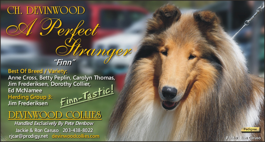 Devinwood Collies -- CH Devinwood A Perfect Stranger