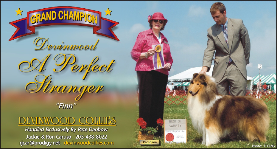 Devinwood Collies -- GCH Devinwood A Perfect Stranger