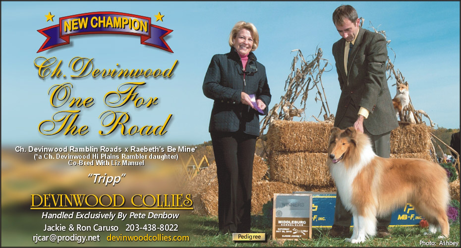 Devinwood Collies -- CH Devinwood One For The Road