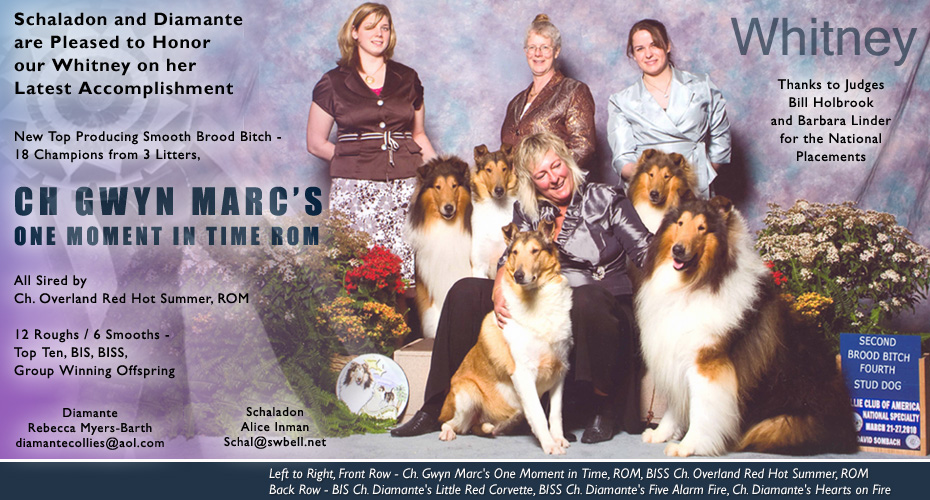 Diamante Collies / Schaladon Collies -- CH Gwyn Marc's One Moment In Time ROM