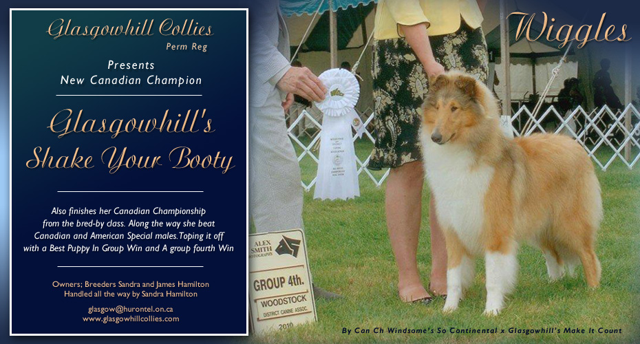 Glasgowhill Collies -- CAN CH Glasgowhill's Shake Your Booty