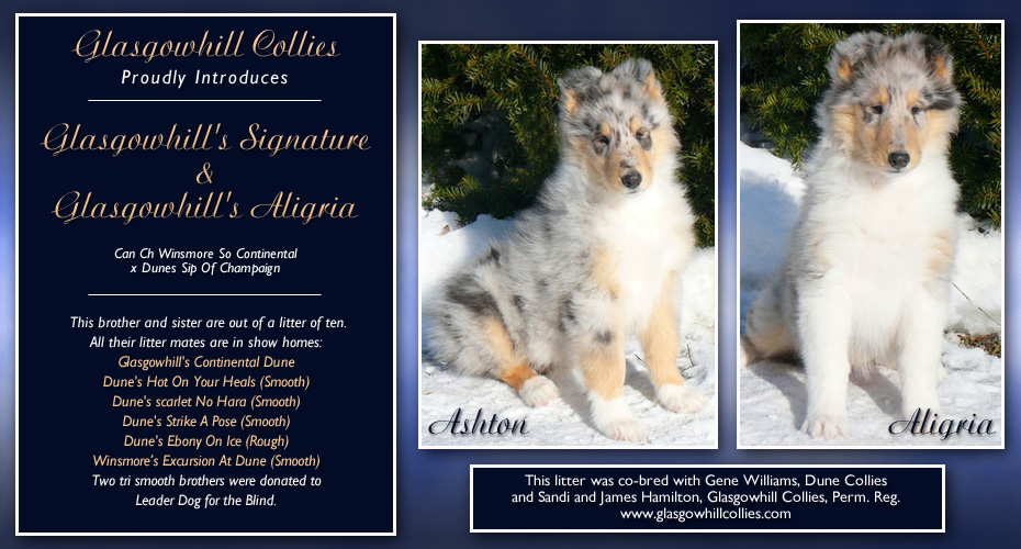 Glasgowhill Collies -- Glasgowhill's Signature and Glasgowhill's Aligria