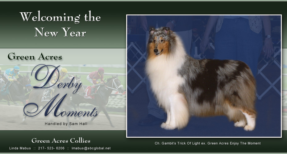 Green Acres Collies  -- Green Acres Derby Moments