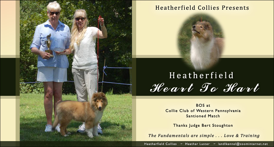 Heatherfield Collies -- Heatherfield Heart To Hart