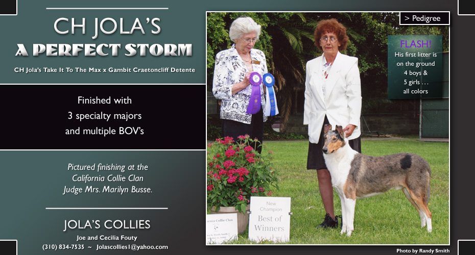 Jola's Collies -- CH Jola's A Perfect Storm