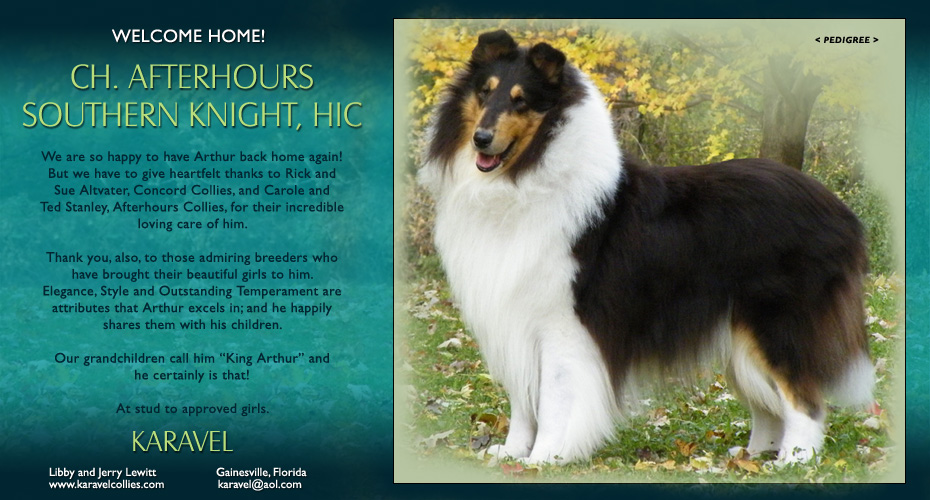 Karavel Collies -- CH Afterhours Southern Knight, HIC