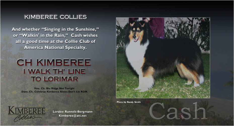 Kimberee Collies -- CH Kimberee I Walk Th' Line To Lorimar