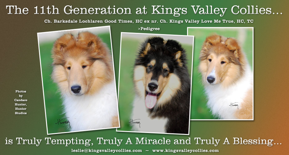 Kings Valley Collies