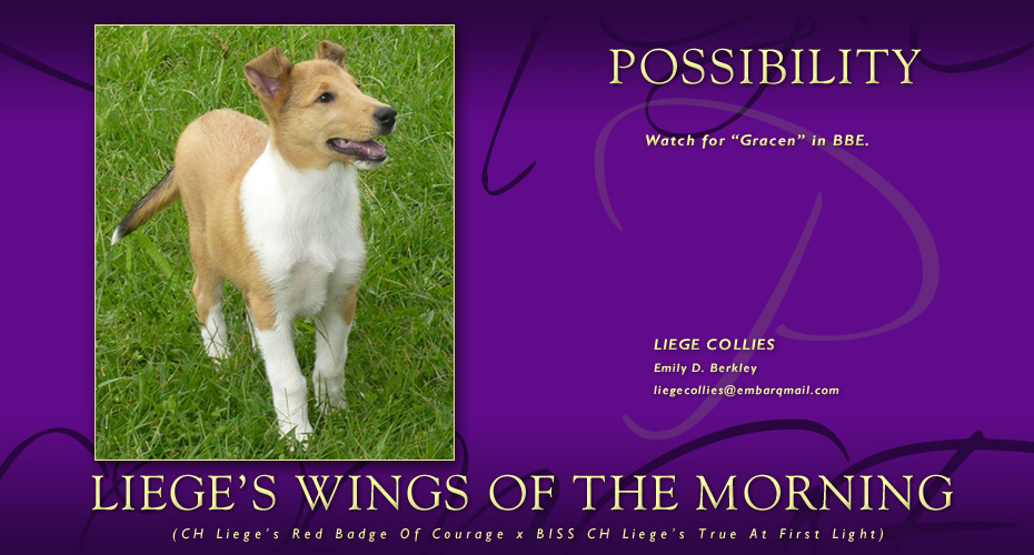 Liege Collies -- Liege's Wings Of The Morning