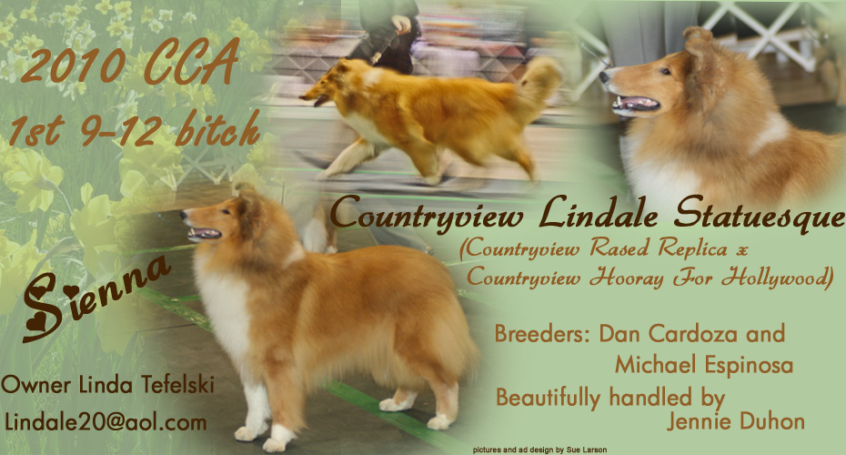 Lindale Collies -- Countryview Lindale Statuesque