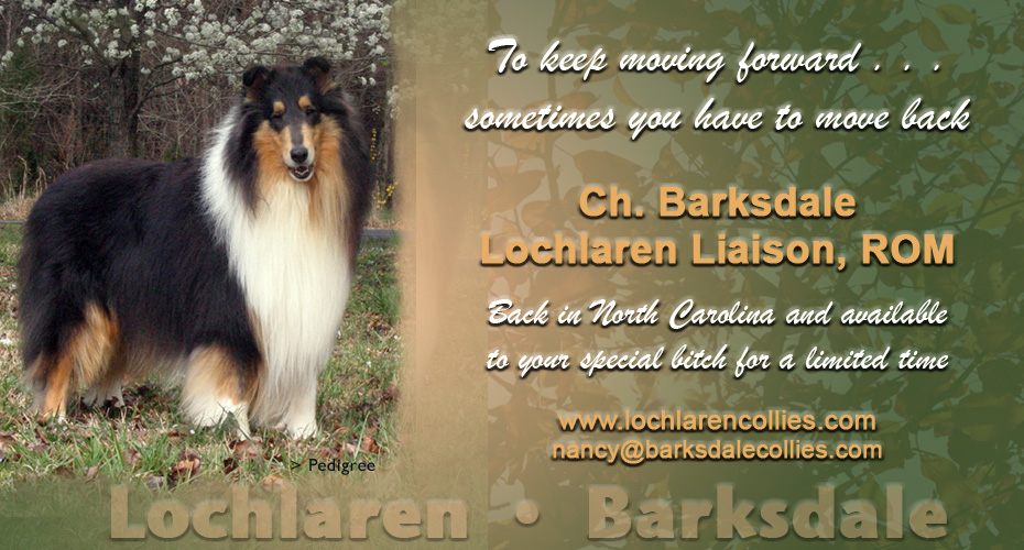 Lochlaren Collies / Barksdale Collies  -- CH Barksdale Lochlaren Liaison, ROM
