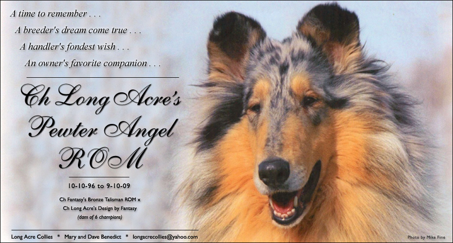 Long Acre Collies -- In Loving Memory of CH Long Acre's Pewter Angel ROM