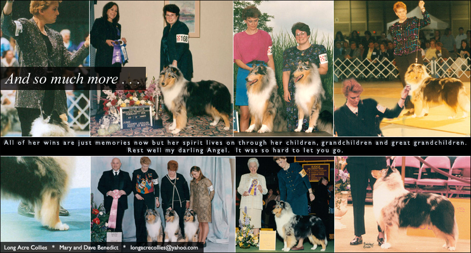 Long Acre Collies -- In Loving Memory of CH Long Acre's Pewter Angel ROM