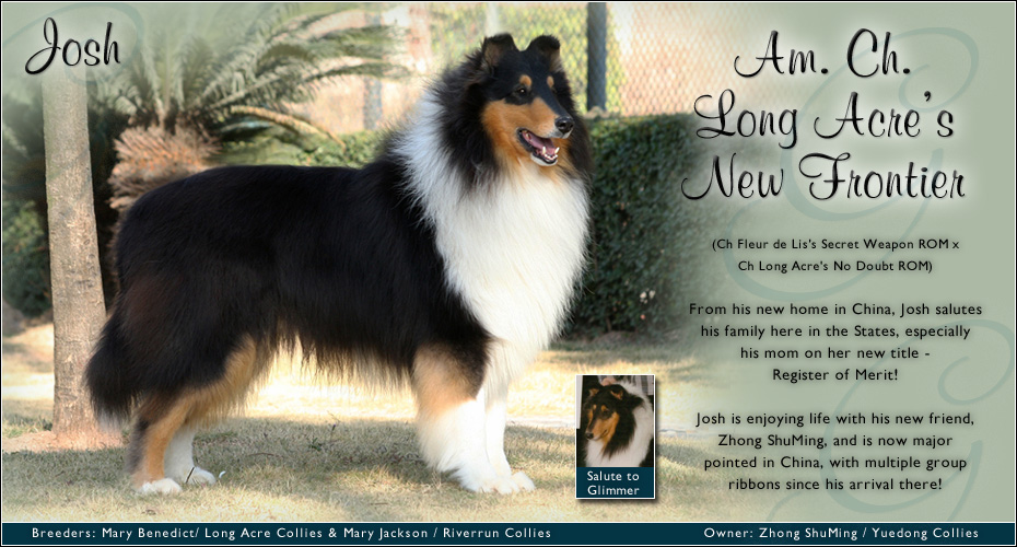 Long Acre Collies / Yuedong Collies -- Tribute to CH Long Acre's No Doubt, ROM  -- AM CH Long Acre's New Frontier