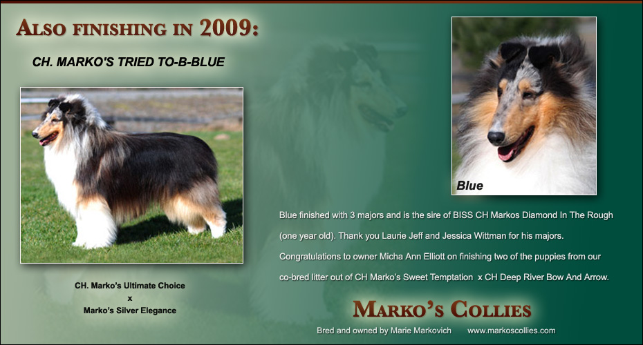 Marko's Collies -- CH Marko's Tried To-B-Blue