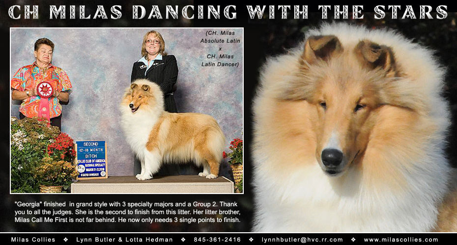 Milas Collies -- CH Milas Dancing With The Stars