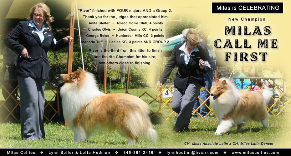 Milas Collies -- CH Milas Call Me First
